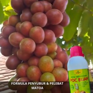 Pupuk Booster Buah Matoa / Pupuk Organik Buah Matoa / Pupuk Booster Matoa / Pupuk Buah Matoa Pelebat