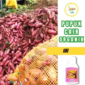 Pupuk Organik Cair Ubi 100 Ml Hormon Pemicu Agar Cepat Tumbuh Besar Gemuk By Jagotani Yogyakarta