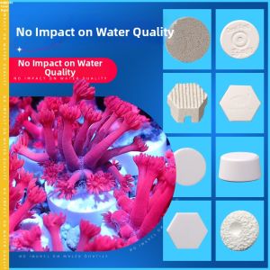 SPS Hard Coral Soft Bodied Reproduction Base