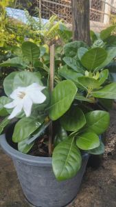 พุดทูอินวันแคระ กระถาง 11 นิ้ว ดอกหอมต้นสวยและแข็งแรง (กทม)