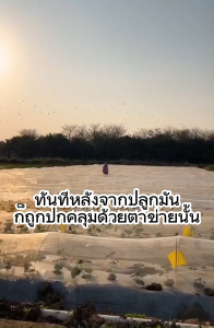 มุ้งขาว กันแมลง 32 ตา ตาข่ายขาว 40ตา ตาข่ายไนลอนสีขาว มูลค่า ผัก ล่อง ไนล่อน มุ้งเลี้ยงตั๊กแต มุ้งขาวโรงเรือน หรือมุ้งขาว