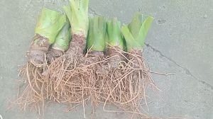 combo 20 cây bạc hà núi thân lùn giống