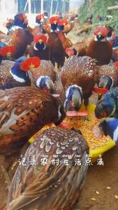 50 Kính đeo cho chim trĩ gà loại kẹp