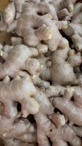 Fresh Old Ginger Root | Premium Imported Ginger | Cooking Ginger | 250g /500g/ 1kg