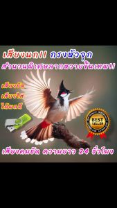 เสียงนกกรงหัวจุก สำนวนพิเศษเพลงลากหวาย เสียงฝึกนก USBแฟลชไดร์ฟเสียงฝึกนก เสียงดี ชัด100% ไม่มีโฆษณาแทรก (MP3 เสียงสัตว์)