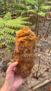 Cu li trồng cảnh sẵn lông vàng siêu to