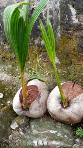 bibit pohon kelapa hibrida