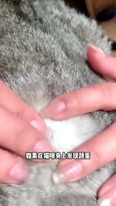 【BUY 1 TAKE 1】100ml Tick and Flea Spray 3 Seconds to Kill Ticks Garapata Killer Spray Anti Tick and Flea for Dogs Pet Spray Plant Formula for Cats and Dogs Doesnt Hurt