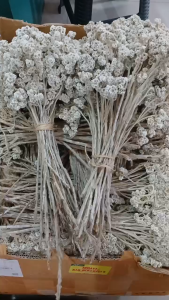 (Bunch) Bunga Edelweiss Kering/Bunga Dekorasi Kering
