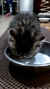 นมแพะผง สำหรับ แมว 200g  นมผงสำหรับสัตว์เลี้ยง 100% แคลเซียมสูง นมแพะสำหรับหมา บำรุงกระดูกและฟันให้แข็งแรง แคลเซียมสูง