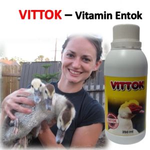VITTOK 250 ml / Vitamin khusus entok / Vitamin entok cepat besar / Suplemen Ternak untuk DOE Entok Rambon Entok Lokal Entok Dragon Entok Hias sehat cepat besar / Vitamin pertumbuhan entok / Cara entok cepat panen / Vitamin Anak Entok / Vitamin Mentok
