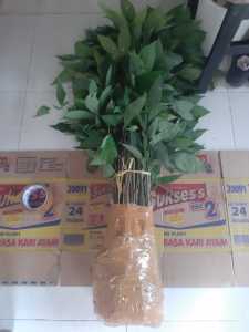 Bibit Karet Unggul PB 260 umur 3-6 bulan