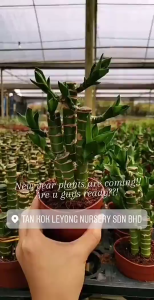 TKL - Lucky Bamboo/ Lucky Bamboo Pyramid/Dracaena Sanderiana/Chinese Lucky Bamboo 富贵竹/小丛林/金字塔竹