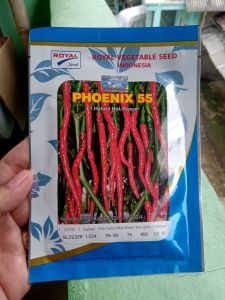 Benih Cabe Merah Keriting PHOENIX 55 Royal Seed 10 gram F1 Hybrid Hot - Pepper