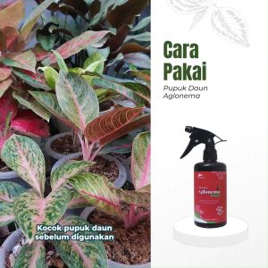 pupuk daun Aglonema Ramah lingkungan dan dilengkapi nutrisi penunjang untuk pertumnuhan yang optimal