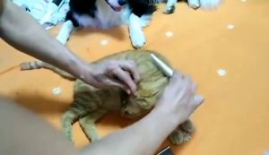 หวีแปรงขนสัตว์ 14.5 ซม สะอาดเหา พร้อมส่ง หวีสางเห็บหมัด น้องหม น้องแมว แปรงขนสัตว์เลี้ยง เข็มยาวพิเศษ หวีขนหมา หมา พร้อมส่ง