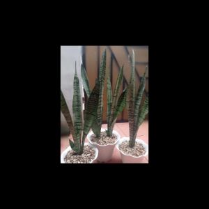 Sansivera Trifasciata Hijau: Tanaman Tahan Lama & Dekorasi Interior