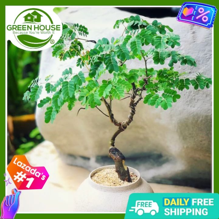 Green House - Bonsai Moringa Tree Plant Seeds (5 Seed) Malunggay for  Planting Vegetable Plants, incl. Instruction | Lazada PH
