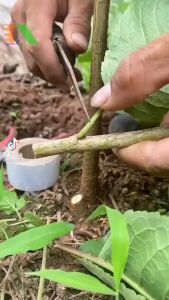 Băng keo ghép cành cây tự dính tự hủy - rộng 5cm dài 150m HÀNG LOẠI 1