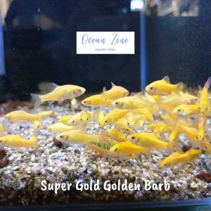 【Ocean Zone】Super Gold Golden Barb - 5pcs / 10pcs (Live Fish with DOA)