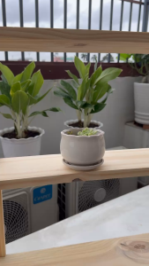 Kệ Trang Trí Gỗ Tự Nhiên 3 Tầng – Tối Giản & Hiện Đại