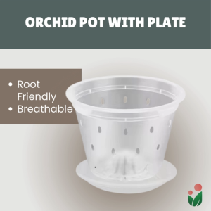 Breathable and Transparent Orchid Pot with Catch Plate