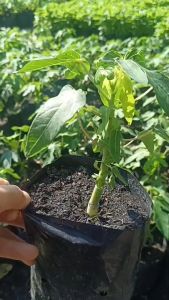 มะละกอพันธุ์แขกดำ มะละกอหวาน ถุงใหญ่ ถุงละ 50 บาท ต้นโต แข็งแรงพร้อมปลูก