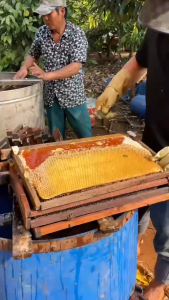 mật ong hoa cà phê nguyên chất chai 1 lít - nông sản tây nguyên