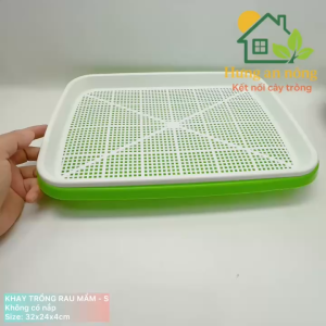 KAS – khay trồng rau mầm không nắp 32x24x4cm nhựa pp tái sử dụng