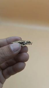 พญาต่อเรียกทรัพย์ หลวงพ่อคูณ เรียกเงินเรียกทอง ทวีกวักทรัพย์ เนื้อทองเหลือง ผ่านพิธีการปลุกเสกแล้ว ใช้แล้วได้ผล เห็นผล ค้าขายร่ำรวย