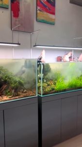 Bakteri Starter Aquascape & Algae Phosphate Remover FISHCO-10gr Penjernih Air Aquarium
