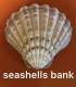 seashells bank