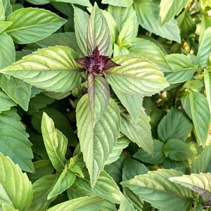 BASIL SEEDS - (150SEEDS) GENOVESE VEGETABLE SEEDS