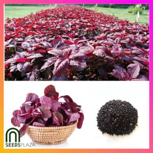 SeedsPLAZA™ - Red Spinach & Red Amaranth (50 Seeds) for Planting Vegetable Plants Instructions for F1 Hybrid Variety Seed