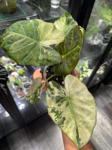 Alocasia regal shields albo mint corm   จำหน่ายแบบไข่เพาะชำ ส่งชำในถ้วยอบอย่างดี