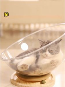 2 in 1 Cat Space Capsule House Cat Nest Bed Detachable Wood Stand Pet Bed Cat Turntable with Catnip Ball Toy Pet Supplies