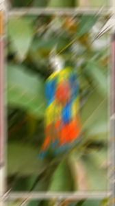 spiner bait single blade batman + MIka umpan gabus