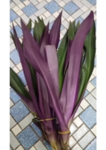 Rhoeo Discolor Organic (有机紫背万年青) daun pandan merah Organic (beli 1 percuma1 )