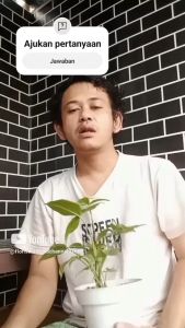 tanaman hias syngonium pink flash