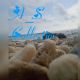 AS_collection86