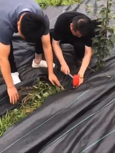 Saverstore 10M Weedmat PP 90GSM Weed Control Gardening Weed Control Mat Penutup Tanah Bumi Pencegah Rumpai Pertanian