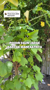 Daun Jarak Pagar Segar 250 gram / Daun Jarak Pagar Fresh 500 gram Alami Langsung Dipetik Dari Kebun