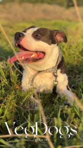 VegDogs PetsCare บาธสเปรย์ ขายดีมาก สำหรับหมา แมว ฉีดพ่นอาบแห้งบำรุงผิว ขน ขนาด 100 มล.