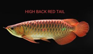 HIGHBACK RED TAIL AROWANA/高背红尾金鱼(9-10inci) NEXTDAY DELIVERY