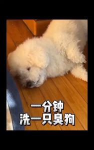 ChongAiWan【500ml】Pet Dry Cleaning Bubble Shampoo Pet Cats and Dogs High Bacteria Resisting Waterless Non Alcohol