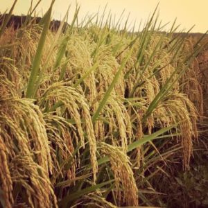 Benih padi Thailand JUMBO Kualitas Super Unggul 5kg