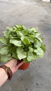 Syngonium White Butterfly White & Green Variegated Foliage Indoor Plant with Pot