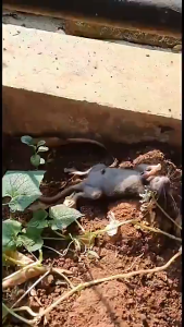 PEMBASMI TIKUS ANTI TIKUS MOUSE MICE PEST REPELLENT PEMBASMI TIKUS MAOWANG