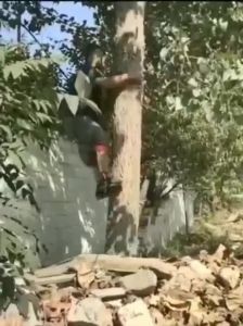 Tree Climbing Spikes Pole Climbing Spikes Stainless Steel Tree Climbing Gear Tree Climbing Non