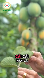 (Combo 3 chai Bestkill) chai 1000ml-Kinh Bắc-Quản lý nhiều loại côn trùng chích hút lẫn miệng nhai rầy rệp mọt cành sâu thân cuốn lá ruồi vàng và nhiều loại khác hiệu quả từ 1-3 tháng